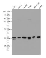 SDC2 Monoclonal antibody proteintech 67088-1-Ig