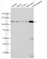 C3/C3b/C3c Monoclonal antibody proteintech 66157-1-Ig