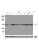 UCH-L1/PGP9.5 Monoclonal antibody proteintech 66230-1-Ig
