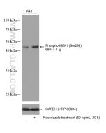 Phospho-MEK1 (Ser298) Monoclonal antibody proteintech 68047-1-Ig