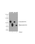 CD133 Monoclonal antibody proteintech 66666-1-Ig