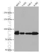 DVL2 Monoclonal antibody proteintech 67105-1-Ig