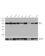GRP75 Monoclonal antibody proteintech 67563-1-Ig