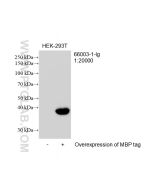 MBP tag Monoclonal antibody proteintech 66003-1-Ig