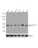Gamma Cystathionase Monoclonal antibody proteintech 60234-1-Ig