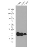 APOE Monoclonal antibody proteintech 66830-1-Ig