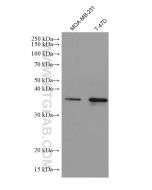 HDAC11 Monoclonal antibody proteintech 67949-1-Ig