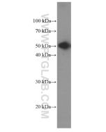 Heavy chain of Rabbit IgG Monoclonal antibody proteintech 66467-1-Ig