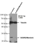 GOSR2/Membrin Monoclonal antibody proteintech 66134-1-Ig