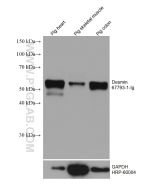 Desmin Monoclonal antibody proteintech 67793-1-Ig