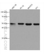 TXNRD1 Monoclonal antibody proteintech 67728-1-Ig