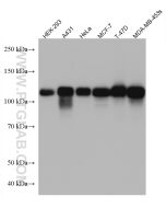 p130Cas / BCAR1 Monoclonal antibody proteintech 67215-1-Ig