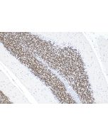 NeuN Monoclonal antibody proteintech 66836-1-Ig