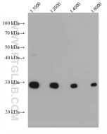 CD70 Monoclonal antibody proteintech 67749-1-Ig
