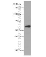 ARL13B Monoclonal antibody proteintech 66739-1-Ig