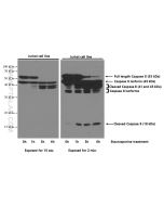 Caspase 8/P43/P18 Monoclonal antibody proteintech 66093-1-Ig