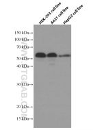XRCC4 Monoclonal antibody proteintech 66621-1-Ig