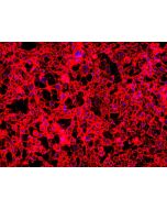 Anti-Human CD146/MCAM (P1H12) proteintech 65181-1-Ig