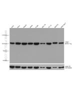 CRM1 Monoclonal antibody proteintech 66763-1-Ig