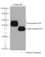 CD14 Monoclonal antibody proteintech 60253-1-Ig