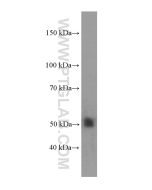 NR1H2 Monoclonal antibody proteintech 60345-1-Ig