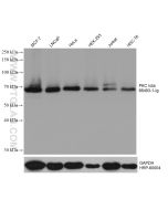 PKC Iota Monoclonal antibody proteintech 66493-1-Ig