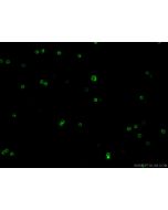 CoraLite? Plus 488 Anti-Mouse CD4 (RM4-5) proteintech CL488-65141