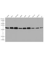 HNRNPA2B1 Monoclonal antibody proteintech 67445-1-Ig