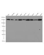 Flightless I Monoclonal antibody proteintech 67039-1-Ig