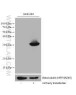 mCherry Monoclonal antibody proteintech 68088-1-Ig