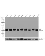 CNBP Monoclonal antibody proteintech 67109-1-Ig