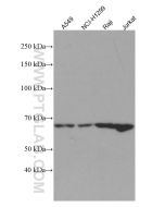 TRAF3 Monoclonal antibody proteintech 66310-1-Ig