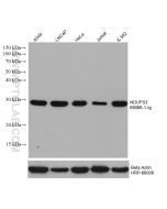 NDUFS3 Monoclonal antibody proteintech 68066-1-Ig