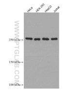 mTOR Monoclonal antibody proteintech 66888-1-Ig