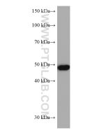 ADC Monoclonal antibody proteintech 67884-1-Ig