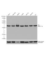 Fibrillarin Monoclonal antibody proteintech 66985-1-Ig