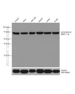 KU70,XRCC6 Monoclonal antibody proteintech 66607-1-Ig