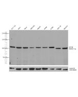 EIF3B Monoclonal antibody proteintech 68202-1-Ig