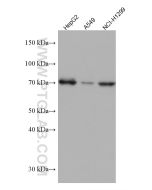 TCF3 Monoclonal antibody proteintech 67140-1-Ig