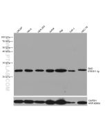 BAD Monoclonal antibody proteintech 67830-1-Ig