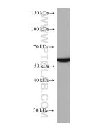 FUCA1 Monoclonal antibody proteintech 67251-1-Ig