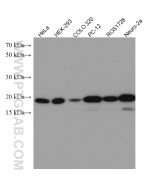 BAX Monoclonal antibody proteintech 60267-1-Ig