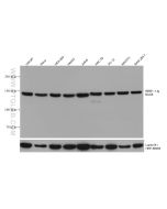 BAG6 Monoclonal antibody proteintech 66661-1-Ig