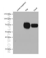 CD86 Monoclonal antibody proteintech 68674-2-Ig