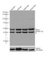 NFIX Monoclonal antibody proteintech 67983-1-Ig