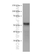 LPCAT3 Monoclonal antibody proteintech 67882-1-Ig