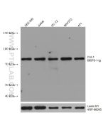 CUL1 Monoclonal antibody proteintech 66978-1-Ig