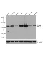 PKC Alpha Monoclonal antibody proteintech 66421-1-Ig