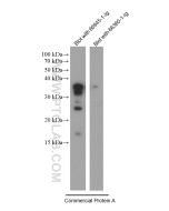 Protein A Monoclonal antibody proteintech 66945-1-Ig