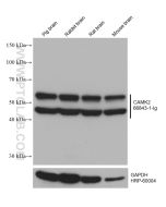 CaMKII alpha Monoclonal antibody proteintech 66843-1-Ig